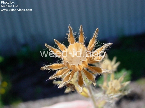 tarweed, showy